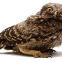 yowindell-owly.png